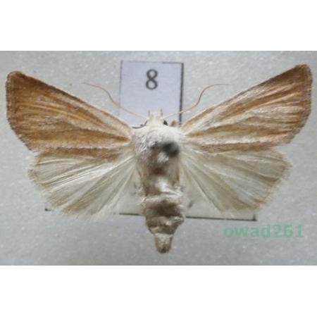 Photedes fluxa (Hübner, 1809) Czech8
